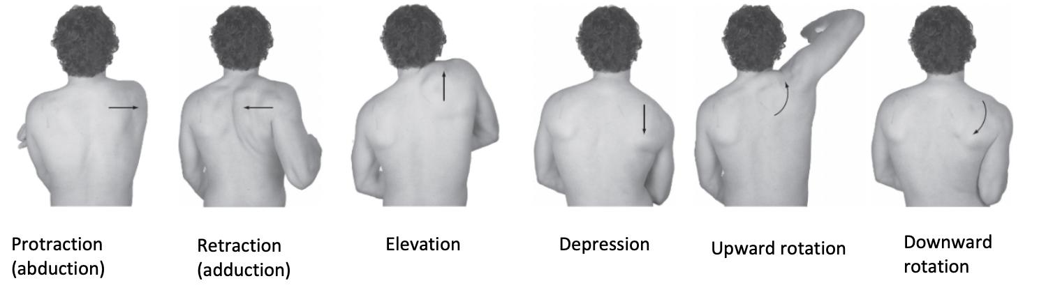 <p>Any time the glenohumeral joint does flexion or abduction (anytime your arm goes up) the shoulder girdle must also do upward rotation</p>