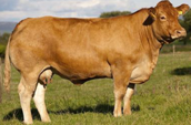 <p>welk type koe is dit</p>