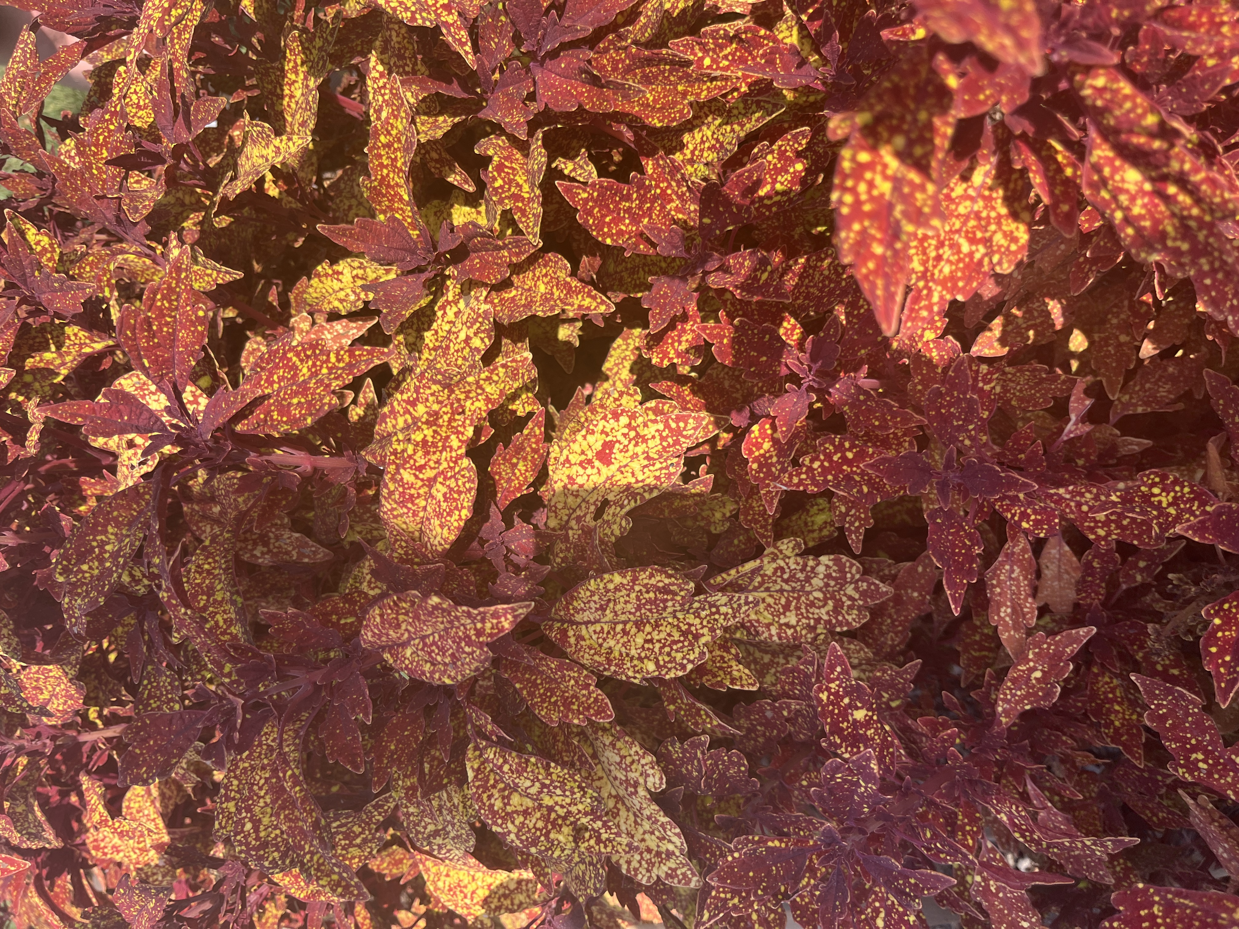 <p>Coleus scutellarioides</p>