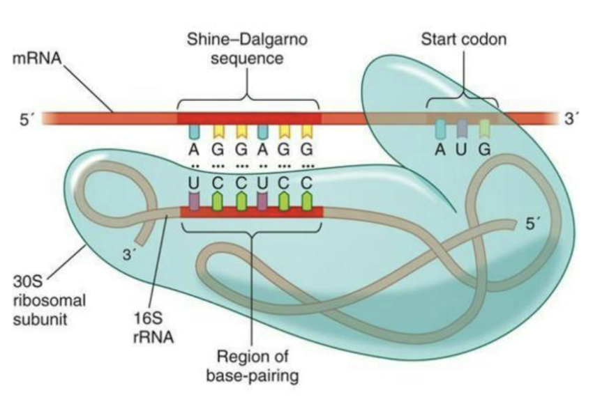 <ul><li><p>In <u>bacteria</u>, interaction between the <strong><em>Shine- Delgarno sequence</em></strong> (ribosome binding site) and specific site in 16S rRNA in the small subunit of the ribosome</p></li><li><p>In <u>eukarya</u> mRNA is bound by several polypeptides including one that binds the 5’ cap before being bound by the ribosome</p></li></ul><p></p>