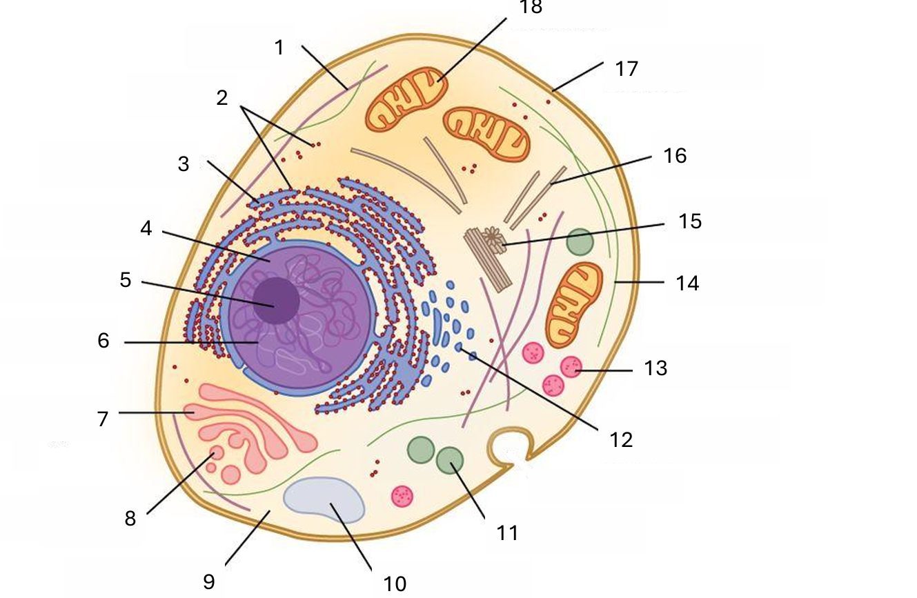 <p>What is number 14 on the animal cell diagram?</p>