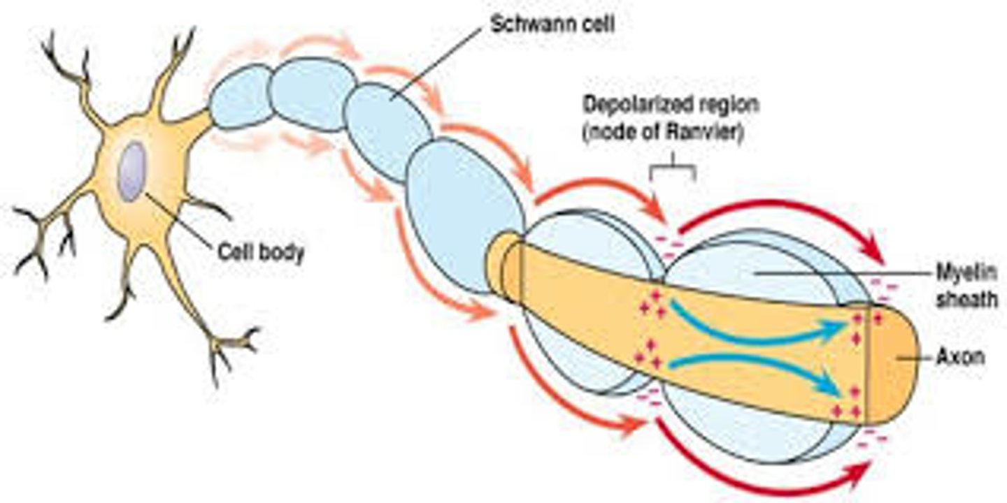<p>(B) I and III only</p><p>The following statements are true except II:</p><p>I. The Nodes of Ranvier are breaks in the Myelin Sheath</p><p>II. The electrical impulses jump from node to node, known as Saltatory Conduction.</p><p>III. That Myelin is produced by Schwann Cells in the PNS and Oligodendrocytes in the CNS.</p>