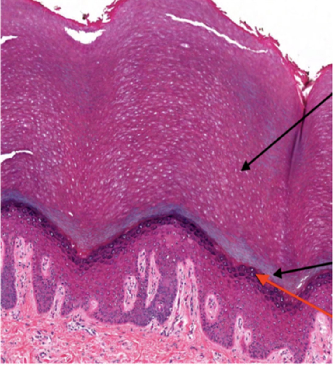 <p>Identify the specific layer (RED ARROW)</p>