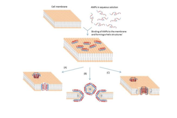 <p>- Potent members of the innate immune response</p><p>- Have been shown to kill Gram-negative and Gram-positive bacteria</p><p>- Divided into subgroups based on composition of secondary structures </p><p>- In general, recognize & associate w/ negative charges of bacterial cell walls </p><p>- Found in macrophages & lysosomes </p><p>- eg. Kalata B2: found in plants. </p><ul><li><p>Shown to have; antimicrobial activity, insecticidal, anti-tumour activity </p></li></ul><p>- Schematic representation of some action mechanisms of membrane-active AMPs.</p><ul><li><p>AMPs form pores in bacterial memb which disrupts p+ motive force (PMP)</p></li><li><p>3 models for AMP activity: A) Barrel-Stave model; AMPs polyerize & insert perpindicularly. B) Carpet model; small areas of memb get coated w/ AMPs. C) Torrodial pore; AMPs insert by first associate w/ phospholipid head </p></li></ul><p>- Example of an AMP; Defensin → has high concentration in breast milk</p><ul><li><p>Short peptides with a positive net charge and can undergo disulfide crosslinking to give peptides a circular shape</p></li><li><p>Agrees with hypothesis that defensins either depolarize the membrane or form pores in it</p></li><li><p>Still don’t know how defensins can cross outer membrane of Gram (-)</p></li></ul><p>- Resistance to defensin/AMPs:</p><ul><li><p>A) Modification to D-alanine in teichoic acid: dec negative charge of memb</p></li><li><p>B) Add acyl chains to LPS: harder for AMPs to penetrate </p></li><li><p>C) Add positively charged proteins </p></li><li><p>D) secrete negative charged proteins as a decoy</p></li><li><p>E) efflux pumps </p></li><li><p>F) destroy AMPs w/ proteases </p></li></ul><p></p>