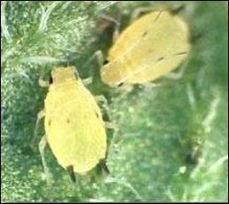 <p>Identify the insect and order</p>