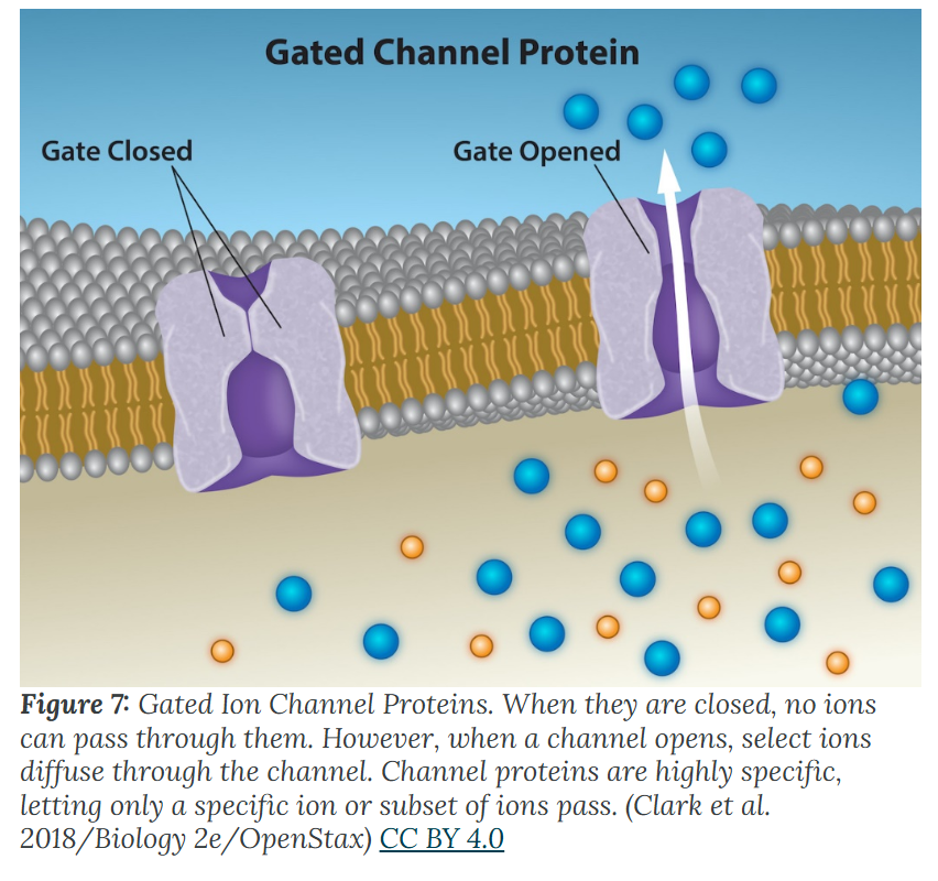 <p>three types of gated channels in more detail:</p><ul><li><p>Voltage-gated</p></li><li><p>Ligand-gated</p></li><li><p>Mechanically gated</p></li></ul><p></p>