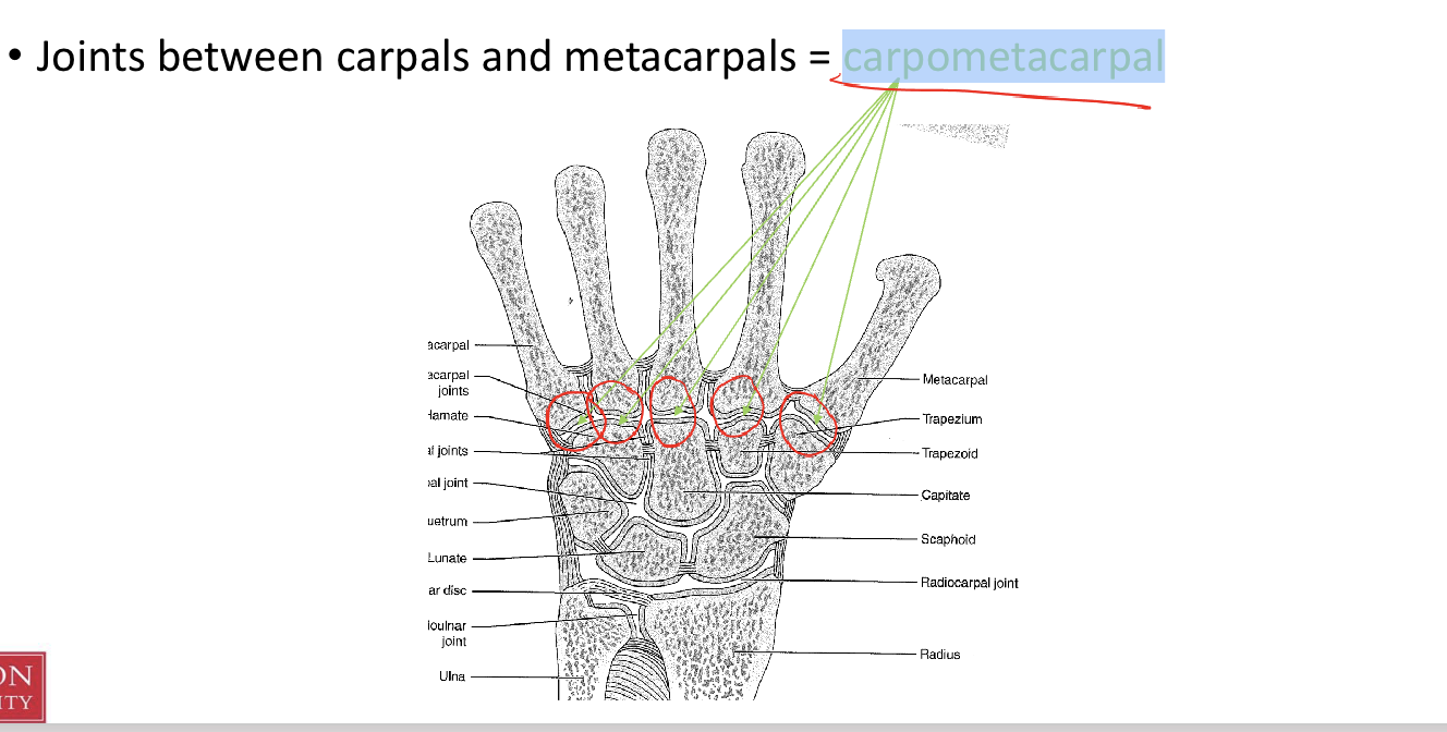 <p><br>Joints between carpals and metacarpals</p><p></p><p> ***All carpometacarpal joints are capable of flexion/extension***</p><p></p><ul><li><p><span>for the<strong> thumb,  </strong></span></p><ul><li><p><span>has it’s <strong>own synovial joint</strong> and a <strong>greater ROM</strong> (abduction, adduction, flexion, extension, opposition)</span></p></li></ul></li></ul><p></p><ul><li><p><span>For the<strong> fingers</strong></span></p><ul><li><p><span><strong> </strong>share <strong>one synovial cavity</strong></span></p></li></ul></li></ul><p></p><ul><li><p><span>Metacarpals of the <strong>third </strong>and <strong>fourth fingers </strong></span></p><ul><li><p><span>have <strong>limited ROM</strong>, </span></p></li></ul><p></p></li><li><p><span><strong>fifth metacarpal </strong>have <strong>more ROM </strong>than <strong>3rd + 4th</strong>. </span></p></li></ul><p></p><ul><li><p><span>The <strong>relatively immobile</strong> <strong>second</strong> and <strong>third joints</strong> </span></p><ul><li><p><span>provide a <strong>stable axis</strong> for <strong>opposition</strong></span></p></li></ul></li></ul><p></p>