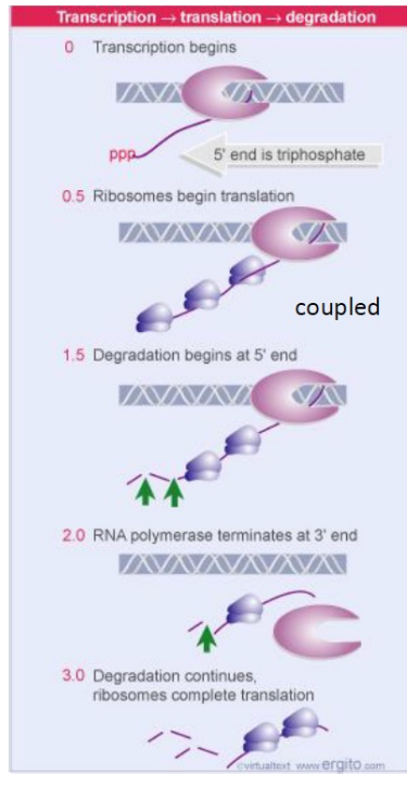 <p>RNA-polymerase binds to the template strand to synthesise mRNA </p><p>Transcription and translation are coupled in bacteria. The Ribosome will bind to and translate the mRNA as it is being synthesized</p>