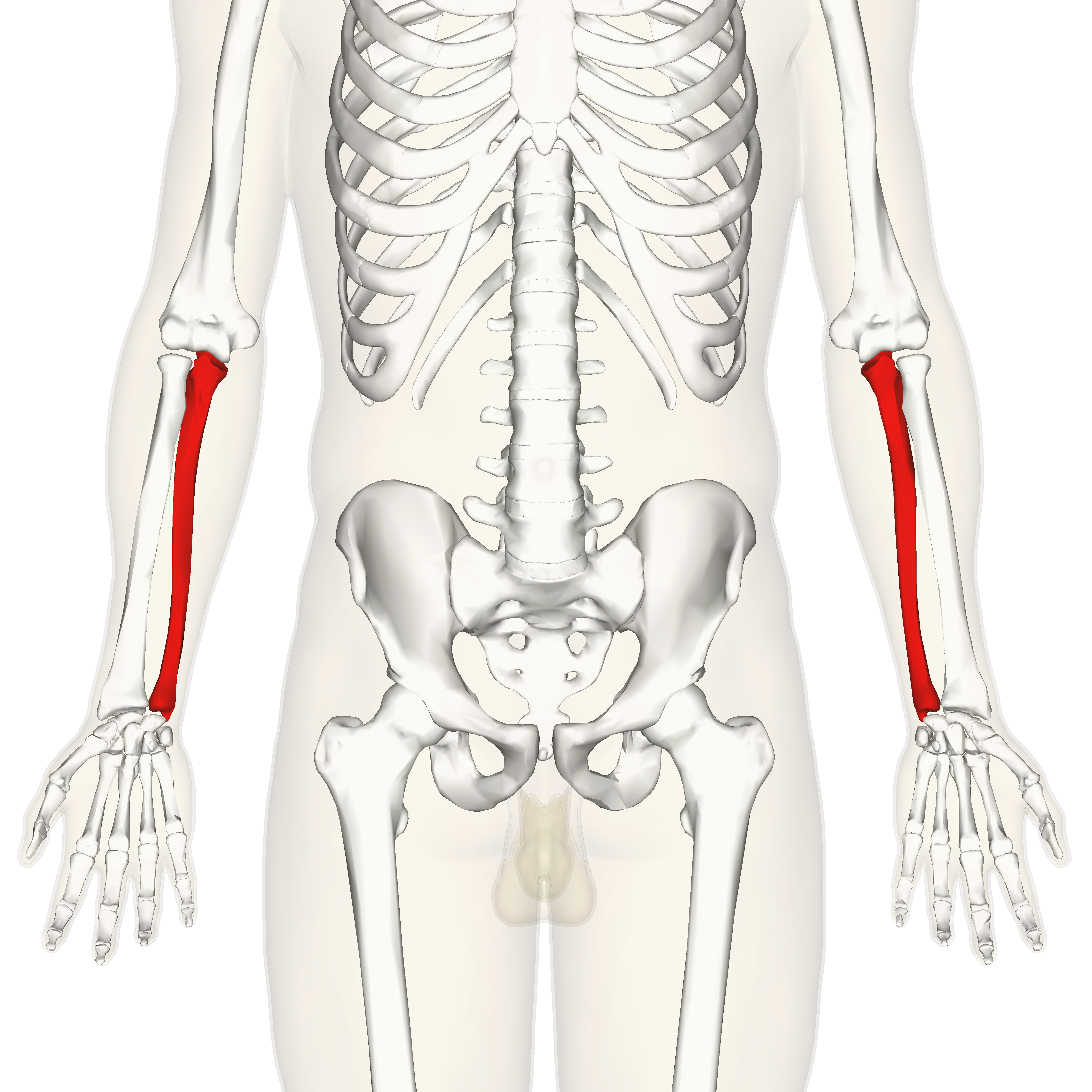 <p>The medial bone of the forearm. ๐ VISUAL LOCATION: ๐ช The lower arm (forearm) on the side of the PINKY finger.</p><img src="https://upload.wikimedia.org/wikipedia/commons/thumb/d/df/Ulna.svg/500px-Ulna.svg.png" data-width="50%" data-align="center" alt="Ulna Location" style="display: block; width: 50%; margin-left: auto; margin-right: auto;"><p></p>