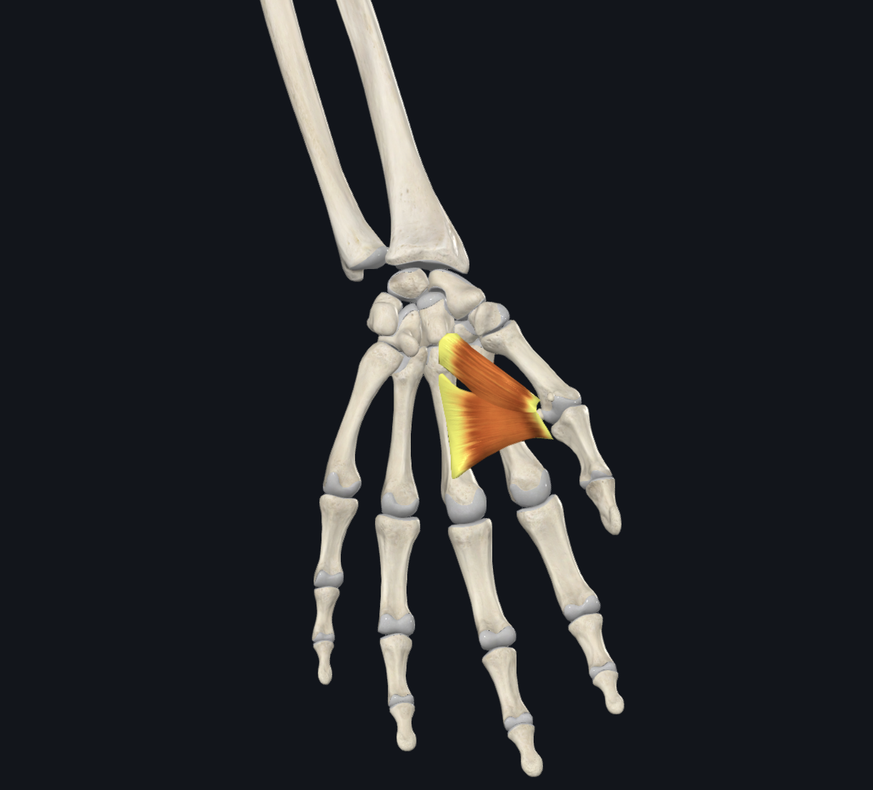 <p>What is this muscle?</p>