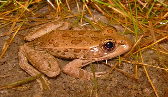 <p>What is a relict leopard frog?</p>