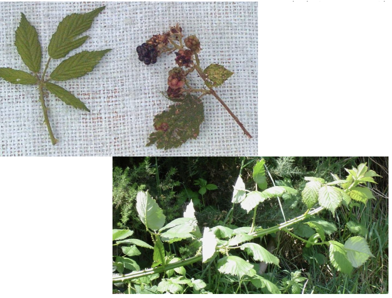 <p><strong>Plant family:</strong> Rosaceae<br><strong>Life cycle:</strong> Perennial<br><strong>Key persistence / spread:</strong> Woody canes; bird‑dispersed seed<br><strong>Farming systems:</strong> Hill country, gullies, forestry margins</p><p><strong> How to identify</strong></p><p>It is a woody perennial shrub that forms dense, spreading thickets. It grows through long, arching canes that may reach several metres in length.</p><p>Canes are tough and armed with strong, backward‑facing thorns, making stands difficult for stock or humans to penetrate. When canes bend down and touch the soil, they often root at the tip, creating new plants.</p><p>Leaves are compound, typically with five serrated leaflets, and the underside of the leaf midrib often bears small spines. In spring, it produces white five‑petalled flowers, followed by berries later in summer.</p><p>Birds readily consume the berries, spreading seed widely, especially into gullies and fence lines.</p>