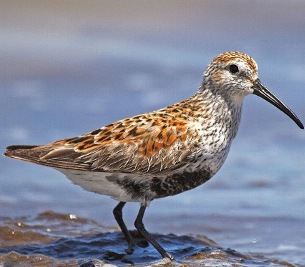 <p>What bird is this?</p>