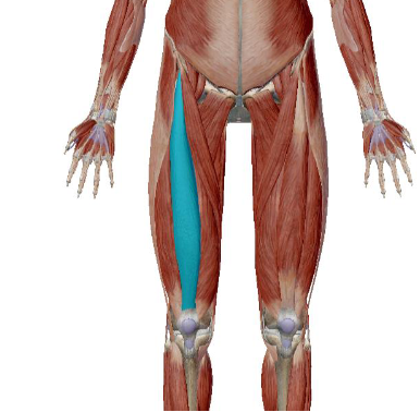 <p>what muscle is this</p>