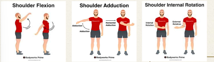 <p></p><ul><li><p>Flexion</p></li><li><p>Adduction and medial rotation of the arm</p></li><li><p>Horizontal adduction of the arm</p></li></ul><p></p>