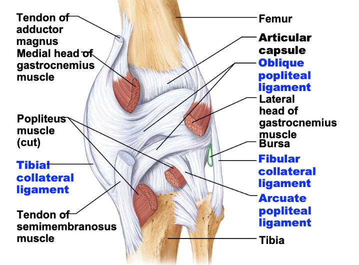 <p>knee joint extracapsular and capsular ligaments</p>