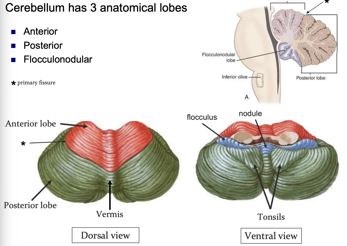 <ul><li><p>anterior </p></li><li><p>posterior </p></li><li><p>flocculonodular </p></li></ul><p></p>