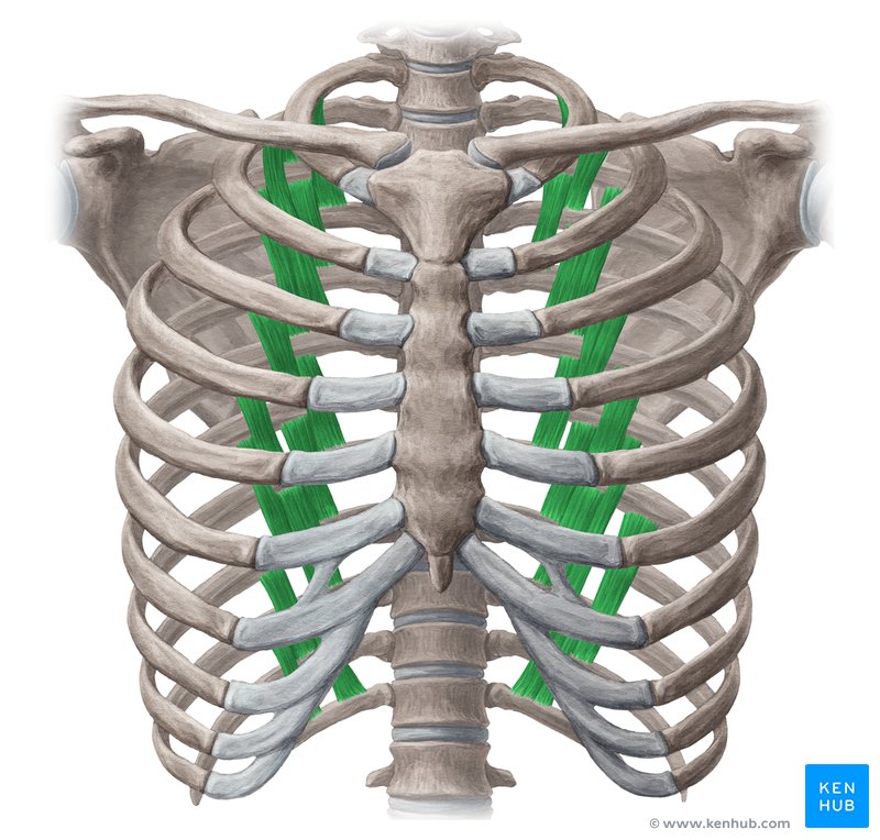 <p>What muscles</p>