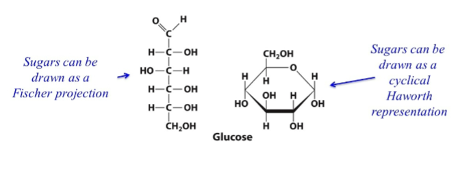 <p>Carbohydrates are monosaccharides or sugars. General chemical formula: (<strong>CH2O</strong>)<strong>n</strong> where n >= 3. </p><p>Sugars CAN BE DRAWN AS A FISCHER PROJECTION. </p><p>SUGARS CAN BE DRAWN AS A CYCLICAL HAWORTH REPRESENTATION. </p>