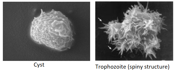 <p>Describe the <strong>Source </strong>of this waterborne protozoan:</p><p>-<strong>Acanthamoeba</strong></p>