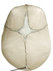 <p>triangular, junction of sagittal and lambdoidal sutures</p><p>closure begins at 3 months</p><p>future sight of lambda</p>