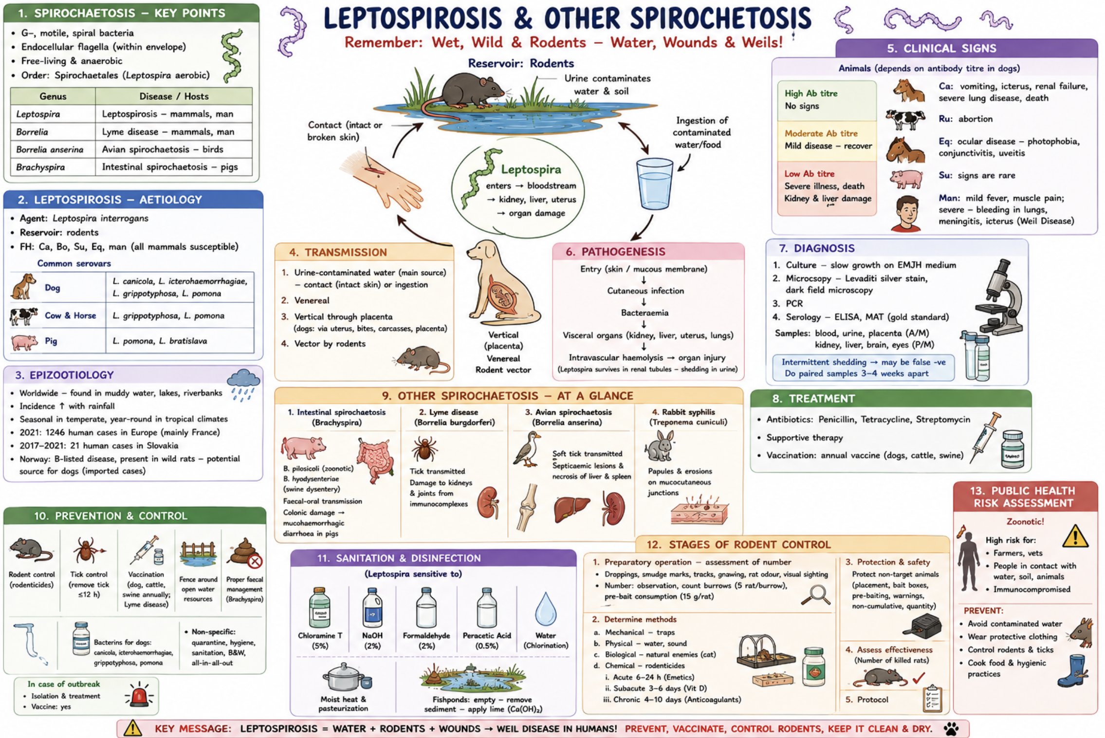 <p><strong><u>Spirochaetosis</u></strong></p><p>* Gram-negative, motile, spiral bacteria</p><p>* Endocellular flagella</p><p>* Mostly anaerobic</p><p><em>Order: </em>*Spirochaetales**</p><p>Includes:</p><p>* <strong>Leptospira</strong> → leptospirosis</p><p>* <strong>Borrelia</strong> → Lyme disease</p><p>* <strong>Borrelia anserina</strong> → avian spirochaetosis</p><p>* <strong>Brachyspira</strong> → intestinal spirochaetosis</p><p></p><p><strong><u>Leptospirosis</u></strong></p><p><span style="color: red;"><strong>C:</strong> No <strong>Z:</strong> Yes</span></p><p>Aetiology</p><p><mark data-color="red" style="background-color: red; color: inherit;">* </mark><strong><mark data-color="red" style="background-color: red; color: inherit;">Leptospira interrogans</mark></strong></p><p><em>Reservoir: </em>*<mark data-color="blue" style="background-color: blue; color: inherit;">rodents</mark>**</p><p>Common serovars:</p><p>* <strong>Dogs:</strong><em> canicola, icterohaemorrhagiae, grippotyphosa, pomona</em></p><p>* <strong>Cattle/horses:</strong> <em>grippotyphosa, pomona</em></p><p>* <strong>Pigs:</strong> <em>pomona, bratislava</em></p><p>FH:</p><p>* Dogs, cattle, pigs, horses, humans</p><p></p><p>Epizootiological situation</p><ul><li><p><span style="color: red;"><strong>Worldwide</strong></span></p></li><li><p>Associated with muddy water, lakes, riverbanks</p></li><li><p>Natural focal disease - More common after rainfall, Seasonal in temperate climates</p></li></ul><p>Europe:</p><ul><li><p>2021: 1246 human cases in Europe (mainly France)</p></li><li><p><strong>Slovakia: </strong>21 cases (2017–2021)</p></li><li><p><strong>Norway:</strong> B-listed disease, mainly in wild rats/imported cases</p></li></ul><p></p><p>Transmission</p><p>* <span style="color: red;">Urine-contaminated water</span> (main source)</p><p>* Contact<strong> through skin or mucous membranes</strong></p><p>* Ingestion</p><p>* Venereal</p><p>* Placental transmission</p><p>* Rodent vectors</p><p>Dogs:</p><p>* Infection often from bites, carcasses, placenta</p><p></p><p>Pathogenesis</p><ul><li><p>Skin/MM contact → bloodstream → bacteraemia → kidney, liver, uterus</p></li></ul><p>→ intravascular haemolysis & liver injury</p><ul><li><p>Leptospira persist in renal tubules → shedding in urine</p></li></ul><p></p><p>Clinical signs</p><p>Dogs</p><ul><li><p>Vomiting, Icterus, Renal failure, Severe lung disease, Death</p></li></ul><p>Ruminants</p><ul><li><p>Abortion</p></li></ul><p>Horses</p><ul><li><p>Uveitis, Conjunctivitis, Photophobia</p></li></ul><p>Pigs</p><ul><li><p>Usually mild/subclinical</p></li></ul><p>Humans</p><ul><li><p> Fever, myalgia, Meningitis, Pulmonary haemorrhage, Icterus - <strong>Weil disease</strong></p></li></ul><p></p><p>Diagnosis</p><ul><li><p>EMJH culture medium, Dark-field microscopy, Levaditi silver stain, PCR</p></li><li><p>Serology: ELISA, <span style="color: red;">MAT = gold standard</span></p></li></ul><p>Samples:</p><ul><li><p>Blood, urine, placenta, Kidney, liver, brain, eye</p></li></ul><p>NB:</p><ul><li><p>Intermittent shedding → paired samples after 3–4 weeks</p></li></ul><p></p><p>Treatment</p><ul><li><p>Penicillin, Tetracycline, Streptomycin, Supportive therapy</p></li><li><p>Annual vaccines: Dogs, Cattle, Swine</p></li></ul><p></p><p>Other Spirochaetoses</p><ul><li><p><mark data-color="red" style="background-color: red; color: inherit;">Brachyspira</mark> (Swine dysentery → Mucohaemorrhagic diarrhoea)</p></li><li><p><mark data-color="red" style="background-color: red; color: inherit;">Borrelia burgdorferi</mark> (Lyme disease - Tick-borne → Kidney & joint damage)</p></li><li><p><mark data-color="red" style="background-color: red; color: inherit;">Borrelia anserina </mark>(Avian spirochaetosis - Soft tick transmission → Septicaemia, liver/spleen necrosis)</p></li><li><p><mark data-color="red" style="background-color: red; color: inherit;">Treponema cuniculi</mark> (Rabbit syphilis → Papules & erosions)</p></li></ul><p></p><p><strong><u>a) Prevention & control</u></strong></p><ul><li><p>Rodent control, Tick removal (<12 h), Vaccination, Fence open water sources, Proper sanitation, Quarantine, Black & white system, All-in/all-out</p></li><li><p>Outbreak: Isolation, Treatment, Vaccination</p></li></ul><p></p><p><strong><u>b) Sanitation, focal disinfection and rodent control stages</u></strong></p><p>Sensitive to:</p><ul><li><p>Chloramine T, NaOH, Formaldehyde, Peracetic acid, Chlorination of water, Heat/pasteurisation</p></li></ul><p></p><p><strong><mark data-color="purple" style="background-color: purple; color: inherit;">Rodent control stages</mark></strong></p><p>1. Assessment of rodent population (number based on feces etc)</p><p>2. Choose control method:</p><ul><li><p>Mechanical, Physical, Biological, Chemical</p></li></ul><p>3. Protection of non-target animals (bait box etc)</p><p>4. Assess effectiveness</p><p>5. Protocol/documentation</p><p></p><p><strong><u>Public health risk assessment</u></strong></p><ul><li><p>Important zoonosis. Humans infected mainly from contaminated water or urine.</p></li><li><p>High-risk groups: Farmers, Veterinarians, People exposed to floodwater or rodents.</p></li></ul><p></p>