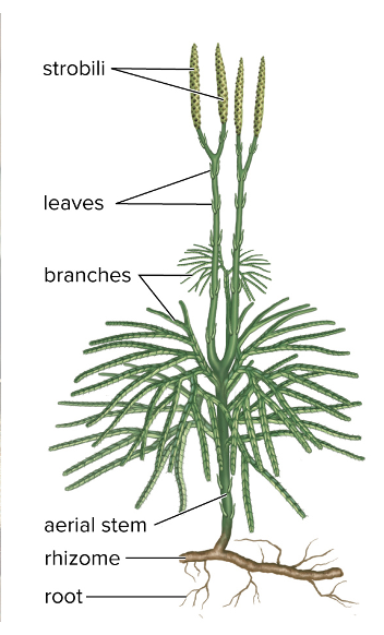 <p>phylum Lycophyta aka club mosses</p><ul><li><p>Among first land plants with vascular tissue</p></li><li><p>Well-developed roots, stems, and leaves</p><ul><li><p>Fleshy underground and <strong>rhizome</strong></p></li><li><p>Scalelike leaves</p></li><li><p>Small leaves called <em>microphylls</em> with single vein</p></li><li><p>Sporangia borne on terminal clusters of leaves called <em>strobili,</em> which are club-shaped</p></li></ul></li><li><p>Highly flammable spores</p></li><li><p>common in moist woodlands and in tropics and subtropics </p></li></ul><p></p>