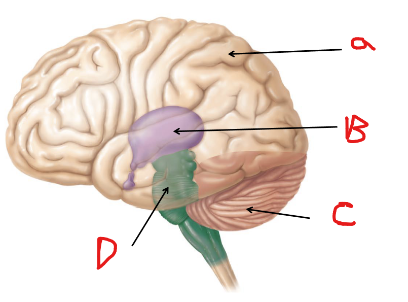<p>Label B</p>