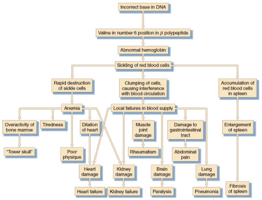<p>When one gene has more than one outcome (phenotypic effect) </p><p>eg. The mutation that causes sickle cell disease can also lead people to be resistant to malaria. (heterozygous)</p>
