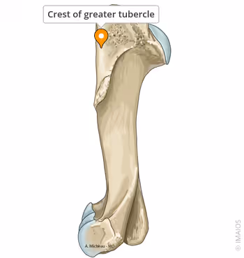 <p>Greater Tubercle of the Humerus </p>