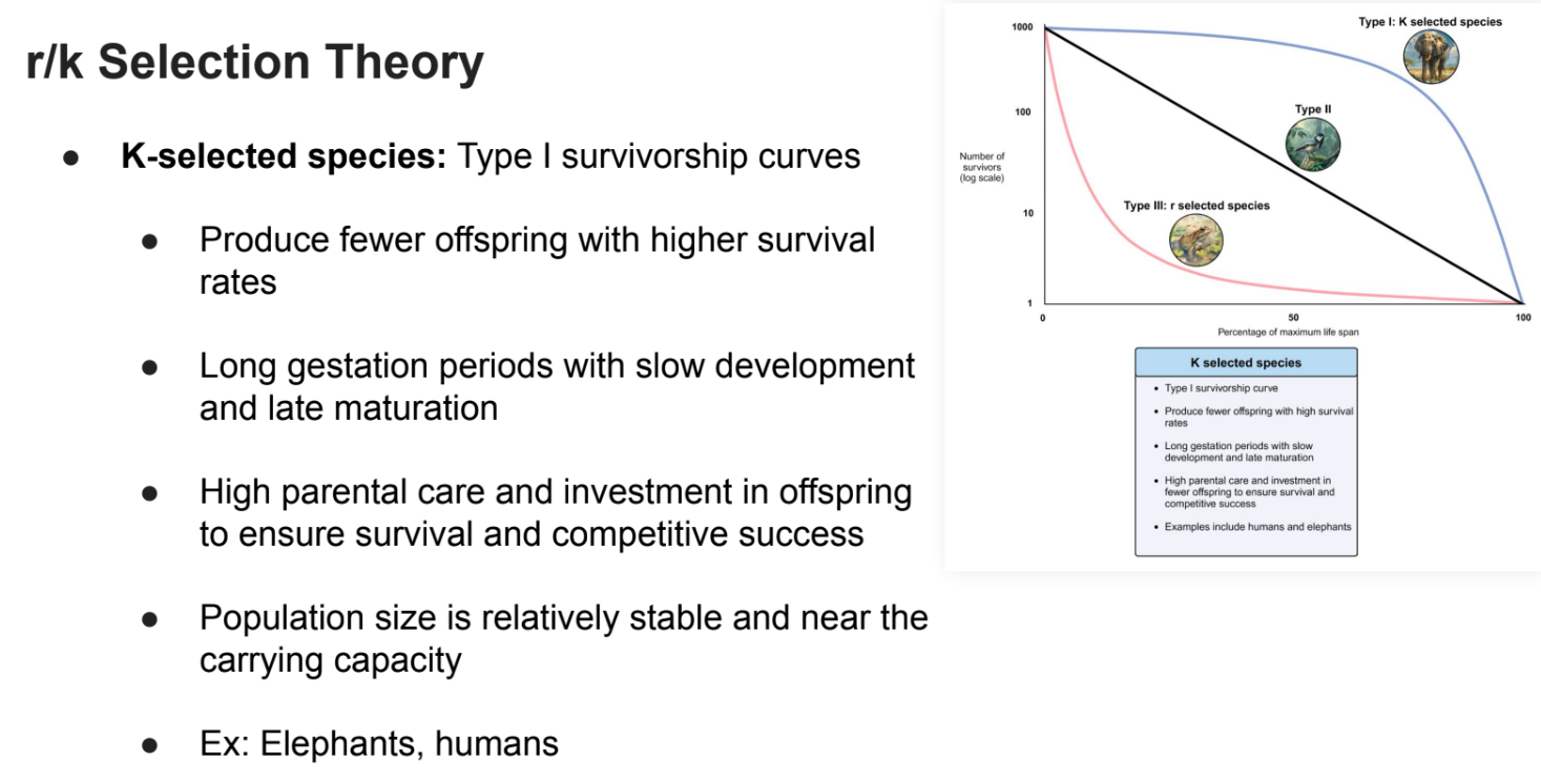 <p><strong>K-selected species</strong>: <strong><em>Type I survivorship curves</em></strong></p><ul><li><p>Produce fewer offspring with higher survival rates</p></li><li><p><strong>Long gestation </strong>periods with <strong>slow development </strong>and <strong>late maturation</strong></p></li><li><p>High <strong>parental care </strong>and investment in offspring to ensure survival and competitive success</p></li><li><p>Population size is relatively <strong>stable </strong>and near the <strong>carrying capacity</strong></p><ul><li><p>Ex: Elephants, humans</p></li></ul></li></ul><p></p>