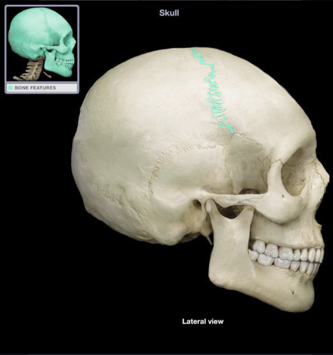 knowt flashcard image