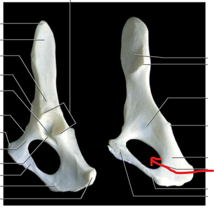 <p>An opening piercing the pubis to permit the passage of the obturator nerve.</p>