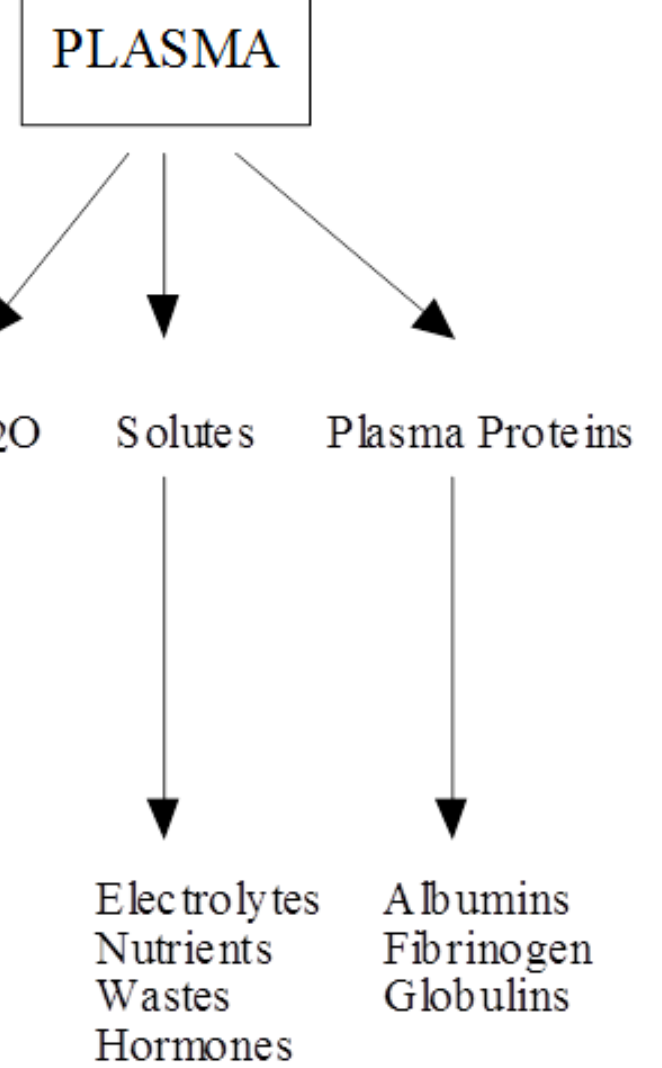 <ul><li><p>1) Albumins</p></li><li><p>2) Fibrinogens</p></li><li><p>3) Globulins</p></li></ul><p></p>