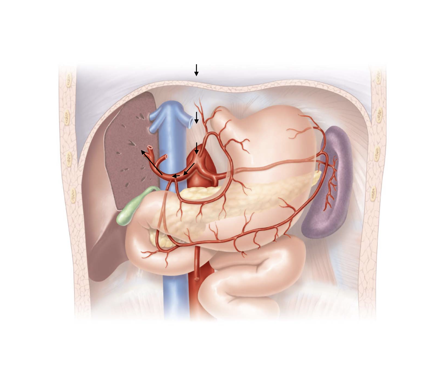<p>Aorta</p><ul><li><p>→ thoracic aorta</p><ul><li><p>→ abdominal aorta</p><ul><li><p>→ celiac trunk</p><ul><li><p>→ common hepatic artery</p><ul><li><p>→ proper hepatic artery</p><ul><li><p>→ liver</p></li></ul><p></p></li></ul></li></ul></li><li><p>← hepatic veins</p></li></ul></li><li><p>← inferior vena cava</p></li></ul></li></ul><p>Right Atrium</p>