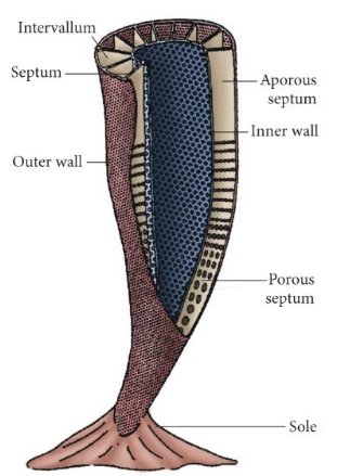 <ul><li><p>cup-shaped organisms</p><ul><li><p>outer wall, inner wall, intervallum, septum, holdfast anchors</p></li></ul></li><li><p>shallow, marine water, tropical deposits</p></li><li><p>first reefs</p></li><li><p>evolved in Early Cambrian, reached global distribution, and went extinct before end of Cambrian (Biostratigraphy)</p></li></ul><p></p>