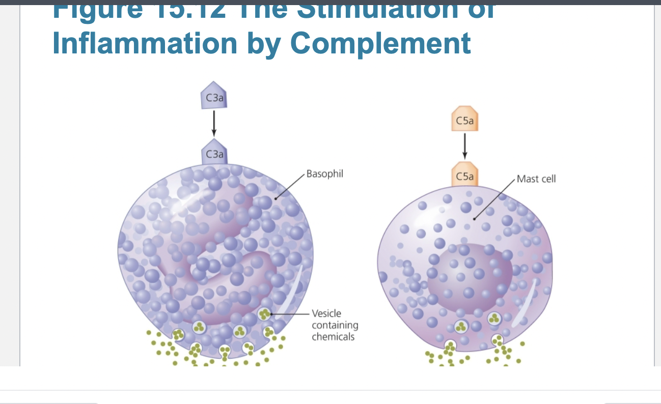 <p><span style="background-color: transparent; font-family: "Times New Roman", serif;">!!!redness, heat, swelling, and pain are hallmarks of inflammation</span></p><p></p><p>Inflammation</p><p>– Acute inflammation</p><p><span data-name="black_small_square" data-type="emoji">▪</span> Develops quickly and is short lived</p><p><span data-name="black_small_square" data-type="emoji">▪</span> Is typically beneficial</p><p><span data-name="black_small_square" data-type="emoji">▪</span> Is important in the second line of defense</p><p>– Dilation and increased permeability of the blood vessels</p><p>– Migration of phagocytes</p><p>– Tissue repair</p><p>– Chronic inflammation</p><p><span data-name="black_small_square" data-type="emoji">▪</span> Long-lasting</p><p><span data-name="black_small_square" data-type="emoji">▪</span> Damage to tissues can cause disease</p><p></p><p>– Migration of phagocytes</p><p><span data-name="black_small_square" data-type="emoji">▪</span> Neutrophils and monocytes delivered to site of infection</p><p>– Recruited by chemotactic factors</p><p><span data-name="black_small_square" data-type="emoji">▪</span> Attach to receptors on blood vessels</p><p><span data-name="black_small_square" data-type="emoji">▪</span> Squeeze between cells of vessel wall and enter site of</p><p>infection</p><p>– Tissue repair</p><p><span data-name="black_small_square" data-type="emoji">▪</span> Delivery of nutrients and oxygen to site facilitates repair</p><p><span data-name="black_small_square" data-type="emoji">▪</span> Some tissues cannot be repaired</p><p></p>