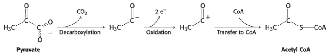 <p>decarboxylation, oxidation, and transfer to CoA</p>