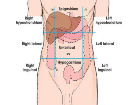 <p>Bottom left or right of abdomen region</p>
