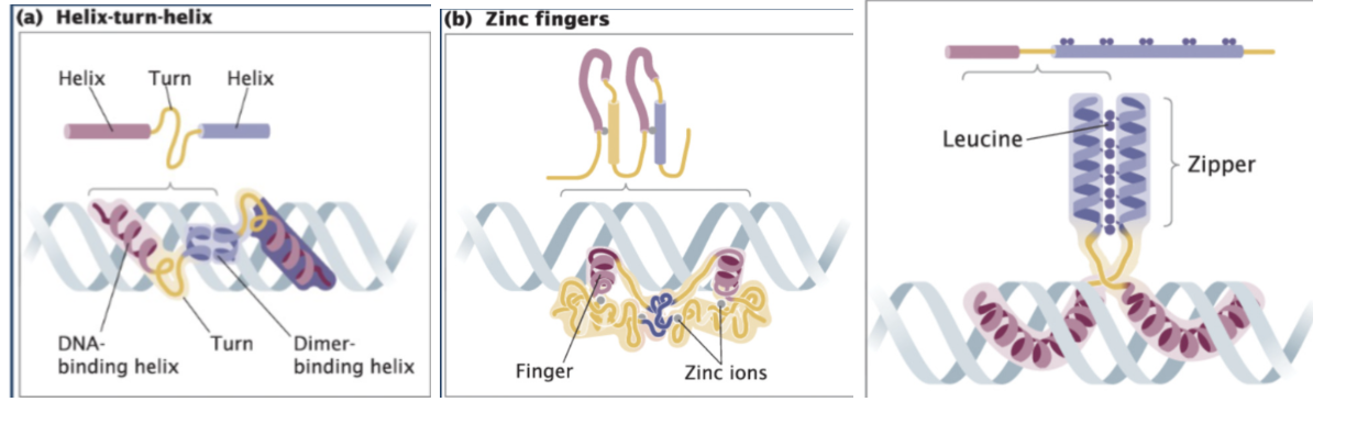 <p><span style="background-color: transparent;"><strong>DNA-binding motifs</strong> - Specific structural features of transcription factors that allow them to bind specific DNA sequences, typically in the major groove, to regulate gene expression (Motif = shape that lets protein bind DNA)</span></p><ol><li><p><span style="background-color: transparent;"><strong>Helix-turn-helix</strong> - Two symmetrical helices = dimer that fits into the major groove</span></p></li><li><p><span style="background-color: transparent;"><strong>Zinc Finger proteins</strong> - Metal ion (zinc) can interact with four different amino acids and pull them together, folding the protein into a particular loop called a zinc finger that exactly fits into the major groove of the DNA; Uses zinc ion to stabilize shape; Forms a “finger” that inserts into DNA</span></p></li><li><p><span style="background-color: transparent;"><strong>Leucine zipper</strong> - Two proteins stick together (dimer); purple has bunch of amino acid leucine which interacts with neighboring helix and stick together; called a zipper because the two helices are stuck together vertically; proteins zip together → then bind DNA</span></p></li></ol><p></p>