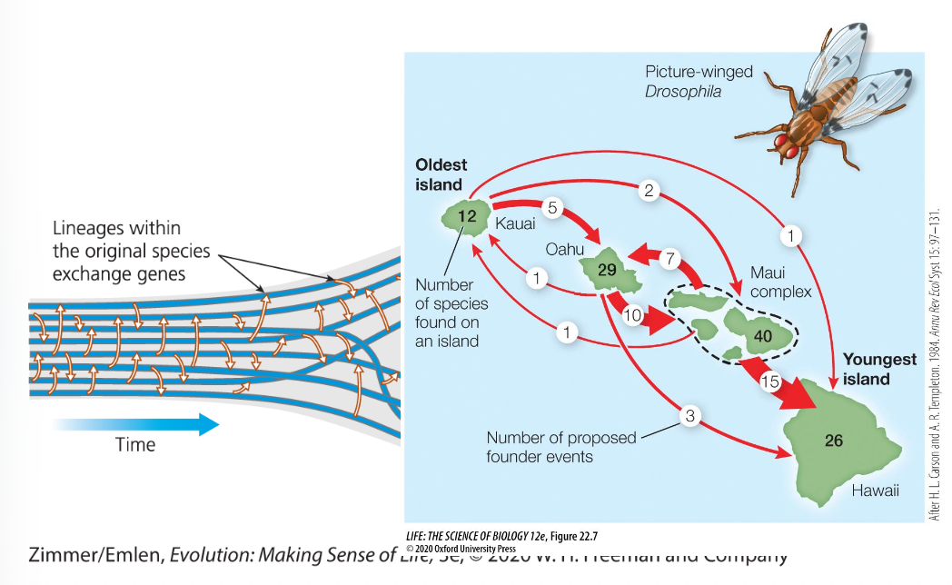 <p>ancestral population is divided by a physical barrier</p><ul><li><p>no gene flow bw drosophila on different islands</p></li></ul><p></p>