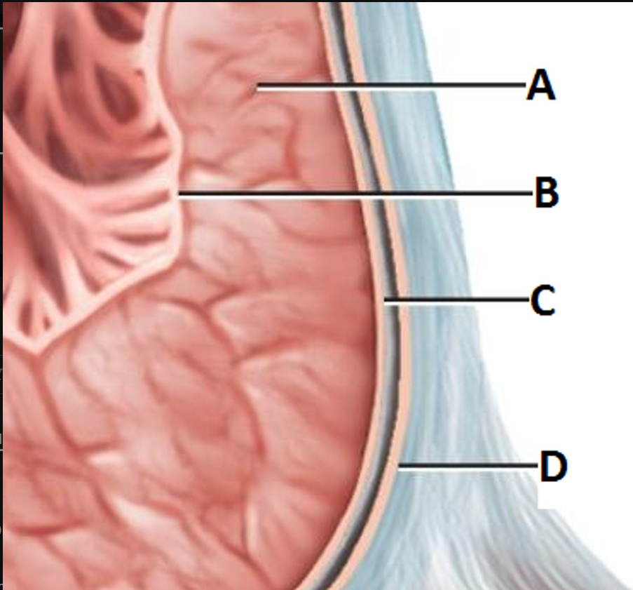 <p>The structure indicated is the:</p>
