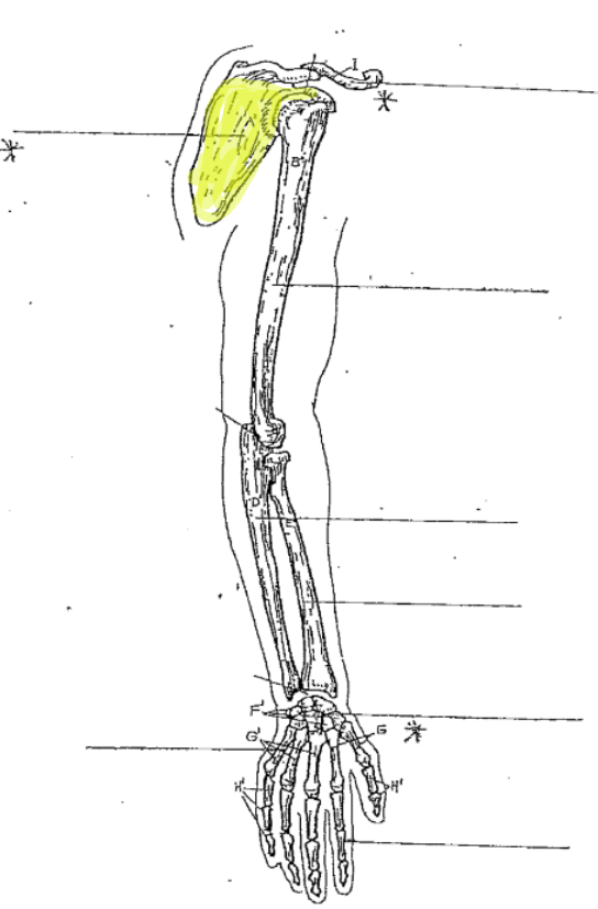 <p>What is the highlighted part of the arm? </p>