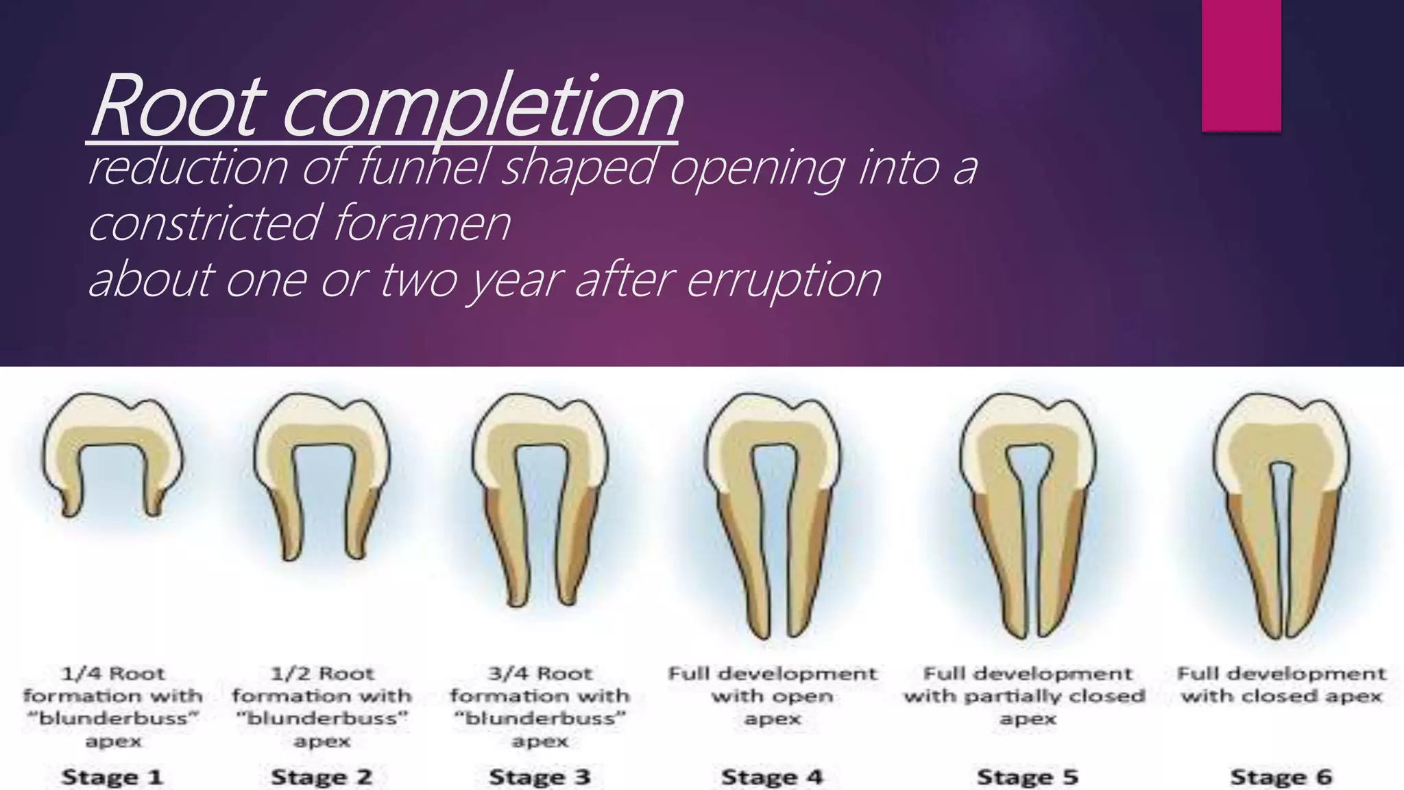 <p>constricted foramen</p>