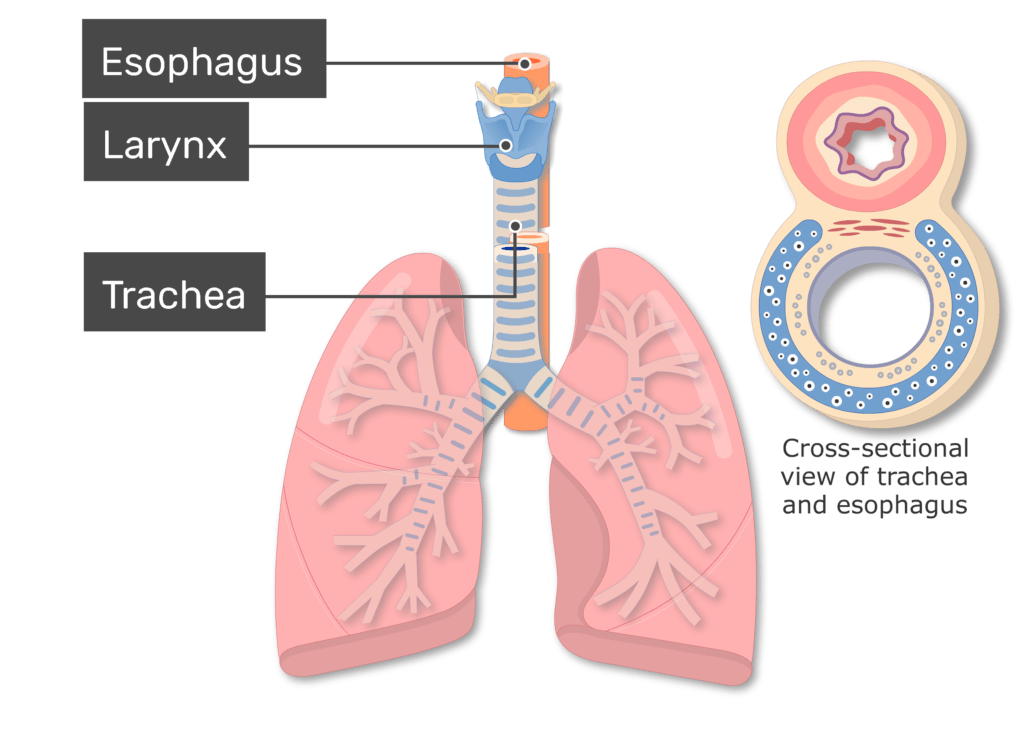 <p>air passes down <strong>long tube</strong> connecting mouth + nasal cavity to <strong>rest of respiratory system</strong></p><p><strong><u>hyaline cartilage rings</u></strong>: sits on <u>anterior</u> &amp; <u>lateral</u> surfaces</p><ul><li><p>not posterior: <strong>esophagus</strong></p></li></ul><p></p><p><strong>pseudostratified (ciliated) columnar </strong>epithelium</p>