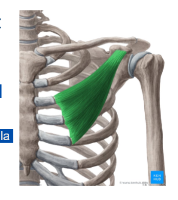 <p>Pectoralis Minor</p>
