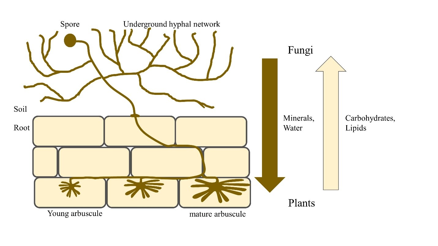 <p>penetrate root cells walls and contact plasma membrane to form highly branched tree-like structures inside plants and fungie</p>