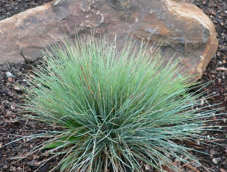 <p>Festuca roemeri</p>