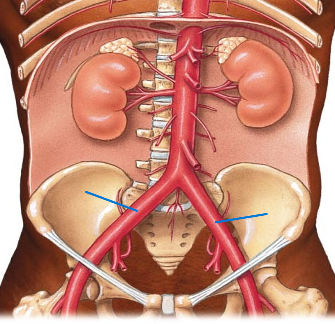 <p>Name the artery</p>