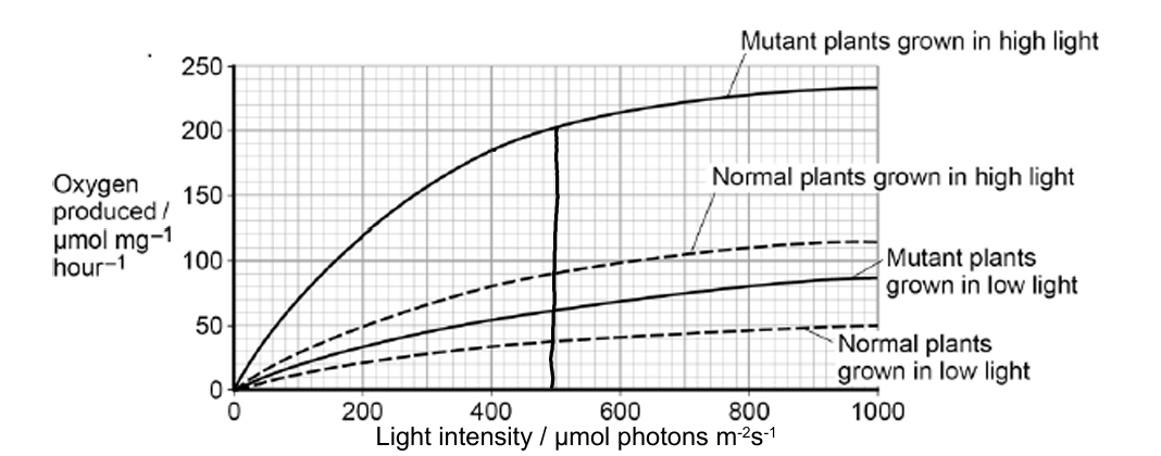 <p>Chloroplasts contain chlorophyll a and chlorophyll b. Scientists found tobacco plants with a mutation that caused them to make more chlorophyll b than normal tobacco plants. They investigated the effect of this mutation on the rate of photosynthesis. </p><p>The scientists carried out the following investigation. </p><p>⢠They grew normal and mutant tobacco plants. They grew some of each in low light intensity and grew others in high light intensity. </p><p>⢠They isolated samples of chloroplasts from mature plants of both types. </p><p>⢠Finally, they measured oxygen production by the chloroplasts they had isolated from the plants. The figure below shows the scientistsā results.</p><p>The figure below shows the scientistsā results </p><p>In each trial, the scientists collected oxygen for<strong> 15 minutes. </strong></p><p>Calculate the difference in the oxygen produced by the chloroplasts from mutant plants grown in low and high light intensities at a light intensity of 500 μmol photons m<sup>-2</sup> s<sup>ā1</sup>. Show your working. (2) </p>